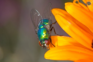 Green Banded Blowfly on orange flower
