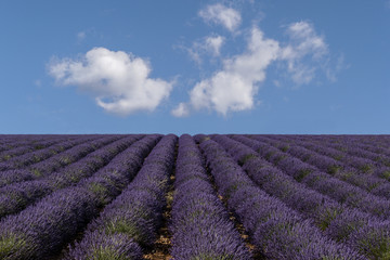 Fototapeta na wymiar Lavender Bloom