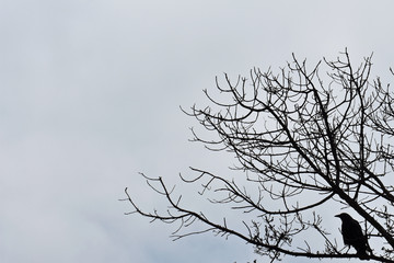 Crow in Tree Silhouette