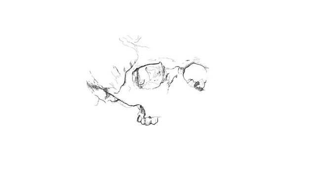 skull and bones - time laps of a black and white sketch