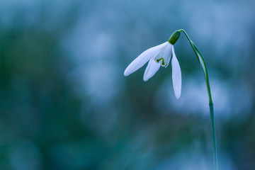 Snowdrop, very fragile and beautiful flower. Typical symbol of spring. They blossom even when it's still quite cold but remind us warmer times are ahead.