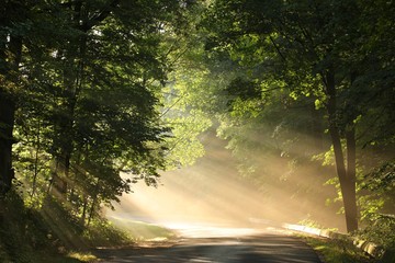 Naklejka premium Wiejska droga przez las w mglisty poranek