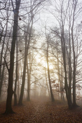 Mystical shot of path through foggy forest. Trees without leaves give the shot quiet gloomy atmosphere.