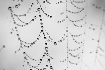 Close up shot of spider web covered with tiny droplets. Nature created this amazing piece of art. Looks like crystal jewelry. 