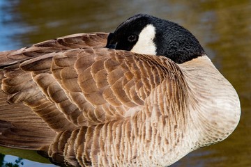 Birds action in Knoxville Tennessee