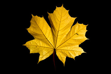Detailed shot of autumn colored maple leaf. Beautiful and amazing view of typical autumn symbol. Of course also national symbol of Canada.
