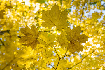 Amazing autumn colors in yellow leaves. Very warm atmosphere. Nature at its best. Amazing time of the year.