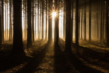 Morning in a forest. Sun peaking among trees. Beautiful rays of light. Mystical atmosphere.