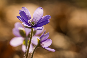 Tiny and fragile flower during spring sunrise. Covered with morning dew droplets. Very precious plant. Blossoming only limited time.