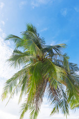 Fototapeta premium Palm leaves in front of blue sky