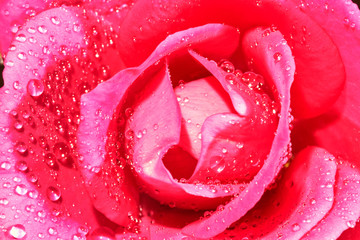 pink rose flower with drops of water.