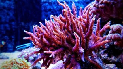 Fototapeta premium Histrix SPS coral in saltwater reef aquarium tank 
