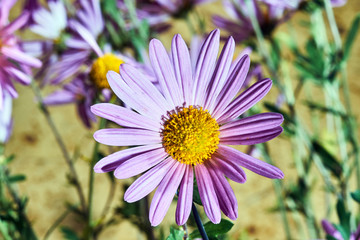 Obraz premium Detail of Osteospermum flower in summer in garden.