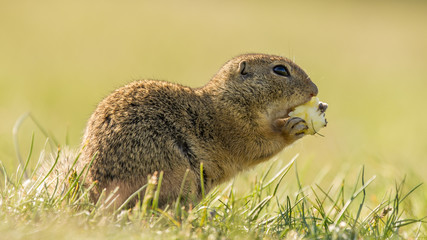 Naklejka na ściany i meble Ground squirrel. Very cute animal. Endangered species. Fast and curious. Very funny.