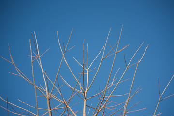 Nature scenics in Knoxville Tennessee