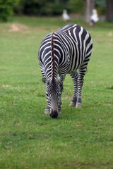 Fototapeta na wymiar The Grant's zebra (Equus quagga boehmi) , small foal lying on a green pasture.