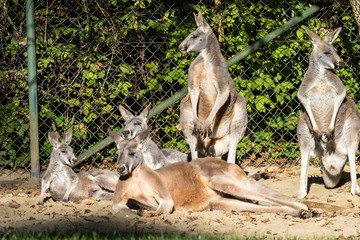 Flinkwallaby - Macropus agilis © rudiernst