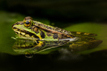 Green frog in a pond. Beautiful amphibian. Lake, leaves, fresh green colors. Natural shot. Wildlife.