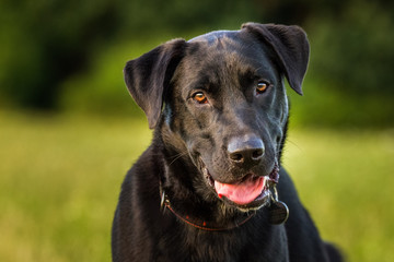 Young black labrador. Cute dog, best friend, pet. Funny looking. Outside, walking.