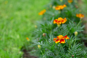 decorative flowers marigolds on a flower bed