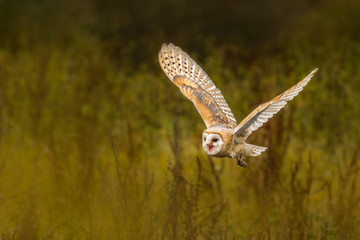 Flying owl. Beautiful animal during flight in its environment. Nature, wildlife, bird.