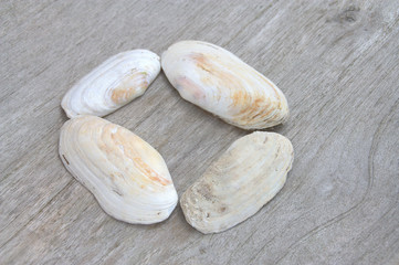 coquillages décoratif sur fond bois