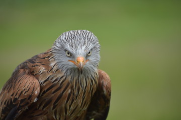 Red Kite