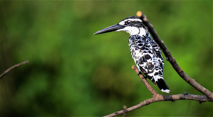 The pied kingfisher (Ceryle rudis) is a water kingfisher and is found widely distributed across Africa and Asia.