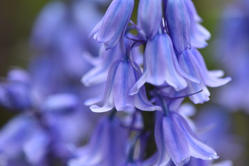 Bluebells