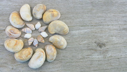 Fototapeta na wymiar coquillages,escargots de mer sur fond bois