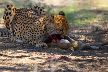 Fototapeta na wymiar The cheetah (Acynonix jubatus) at prey. Cheetahs feed on the hunted springbock.