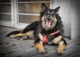 Black and brown shepherd dog laying by the door