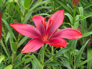 Lily Bud. The opened petals of the flower are red.