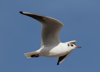 Seagull in Flight