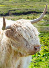 Highland cattle 
