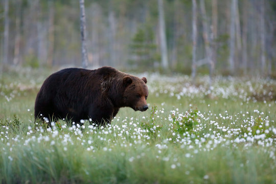 The brown bear (Ursus arctos) big dark male walking in the forest against the light. Big male bear in the finnish taiga.