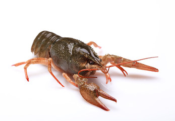 Fresh crayfish on a white background, selective focus on eyes
