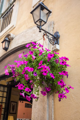 Fototapeta na wymiar Pot with pink flowering plants in a typical street of old city