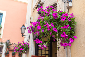 Pot with pink flowering plants in a typical street of old city