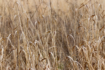 Nature scenics in Knoxville Tennessee