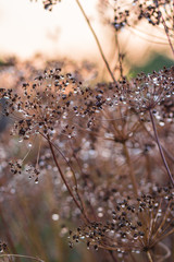 dill at sunset