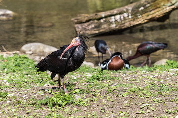 Waldrapp - Geronticus eremita