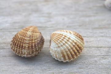 coque,coquillage de mer sur fond bois,décoration