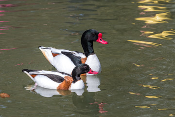 Brandgans - Tadorna tadorna