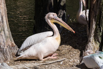 Rosa Pelikan - Pelecanus onocrotalus