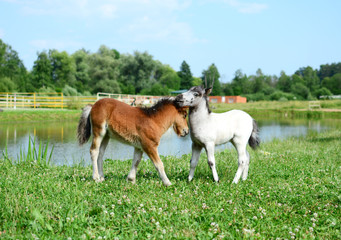 Two mini horses Falabella playing on meadow, bay and white, selective focus