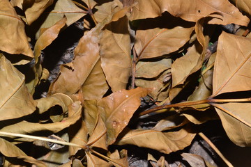 autumn, leaf, leaves, fall, nature, yellow, tree, maple, season, brown, orange, texture, foliage, color, red, forest, dry, seasonal, plant, colorful, green, natural, abstract, october, pattern