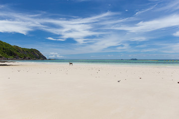 Lonely dog on the beach