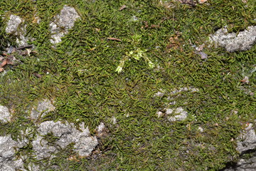 moss,  nature, green, grass, flower, plant, forest, landscape, spring, texture, field, wild, meadow, mountain, color, leaf tree, white, flowers, summer, rock, flora, stone, garden, natural
