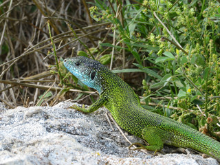 Naklejka na ściany i meble European green lizard sitting on a stone on a background of green grass. Lacerta viridis in summer, wild life